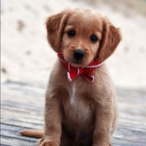 Meet your Posher, Cam